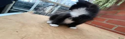 Korat cats for sale: Kittens for Sale – Price Negotiable 🐾 - Advert 37