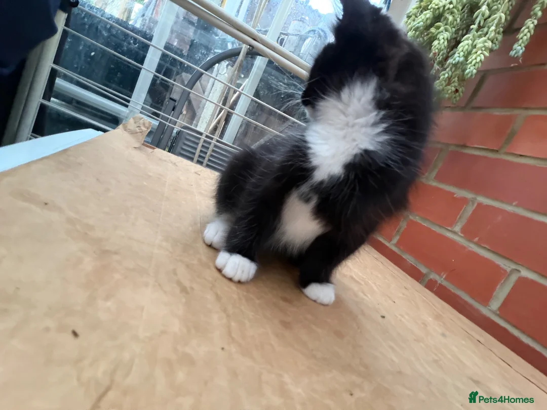 Korat cats for sale: Kittens for Sale – Price Negotiable 🐾 - Advert 37