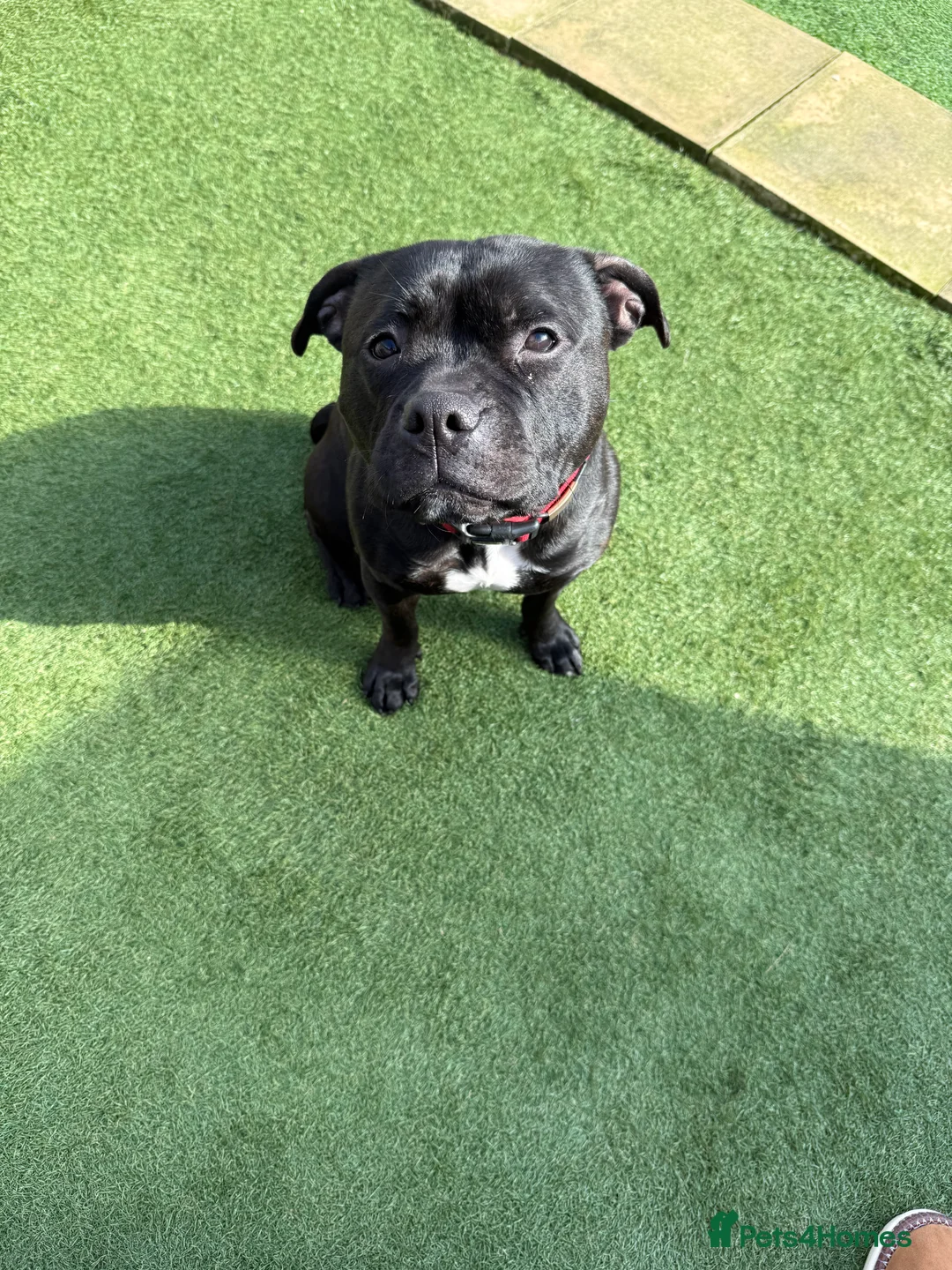 Staffordshire Bull Terrier dogs for sale: KC REG STAFF in Bristol - Advert 2