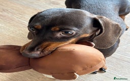 Miniature Dachshund dogs for sale: Stunning KC Reg chocolate/tan Dachshund puppies - Image 14