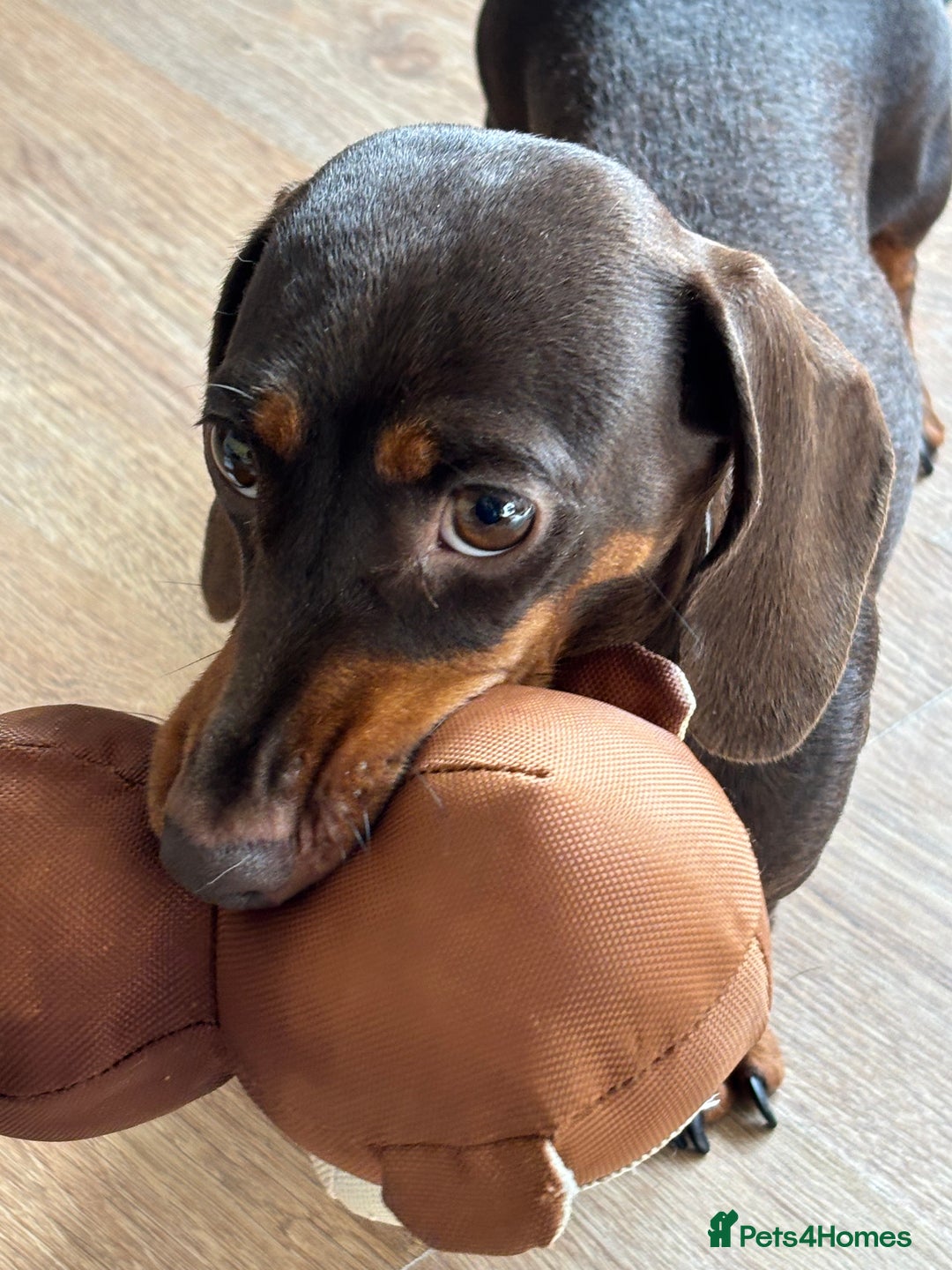 Miniature Dachshund dogs for sale: Stunning KC Reg chocolate/tan Dachshund puppies - Image 14
