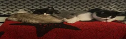 British Shorthair cats for sale: Kittens ready for a new home  - Advert 15