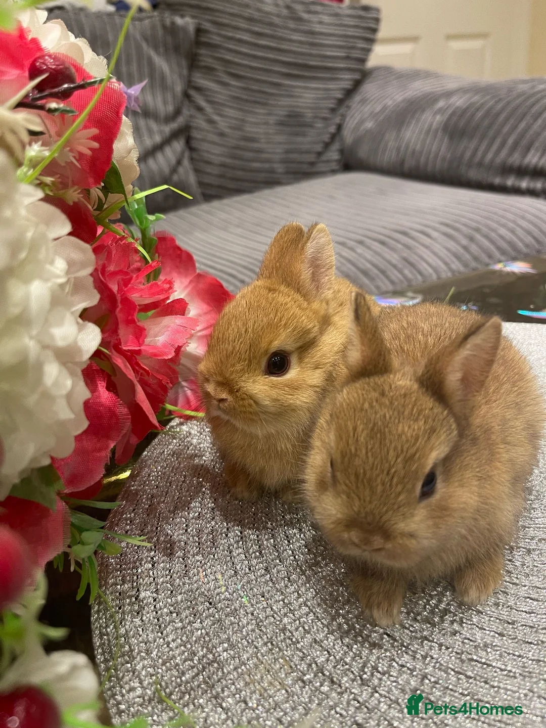 Netherland Dwarf rabbits for sale: Bunnies  in London - Advert 32