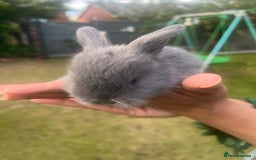 Mini Lion Lop rabbits for sale: Mini lop - Image 22