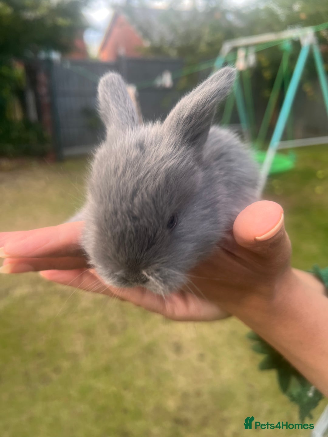 Mini Lion Lop rabbits for sale: Mini lop - Image 22