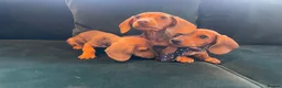 Dachshund dogs for sale: Dachshund puppies  in Llanelli - Advert 4