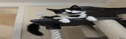 Mixed Breed cats for sale: Winnie  - Advert 1