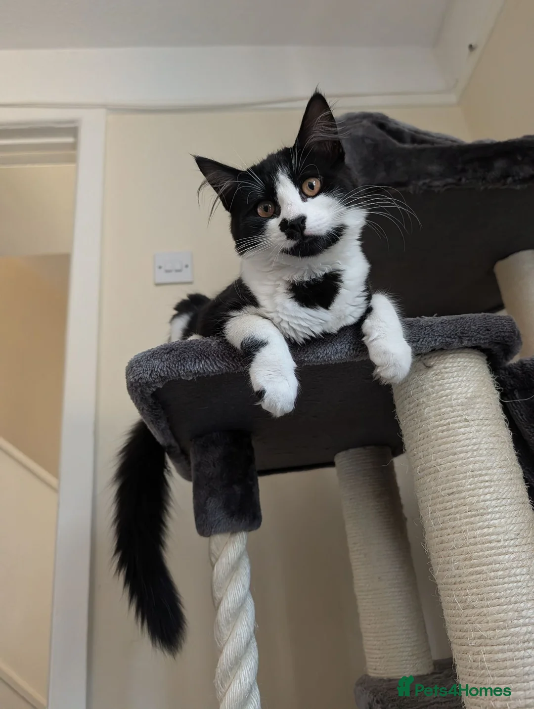 Mixed Breed cats for sale: Winnie  - Advert 1