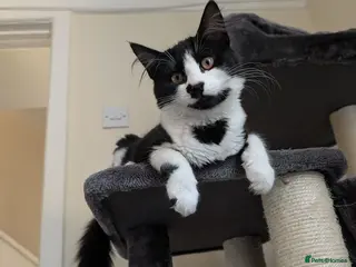 Mixed Breed cats Winnie - Advert 1