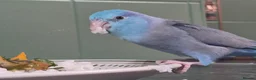 Parrots birds for sale: Parrotlet Male - Advert 12