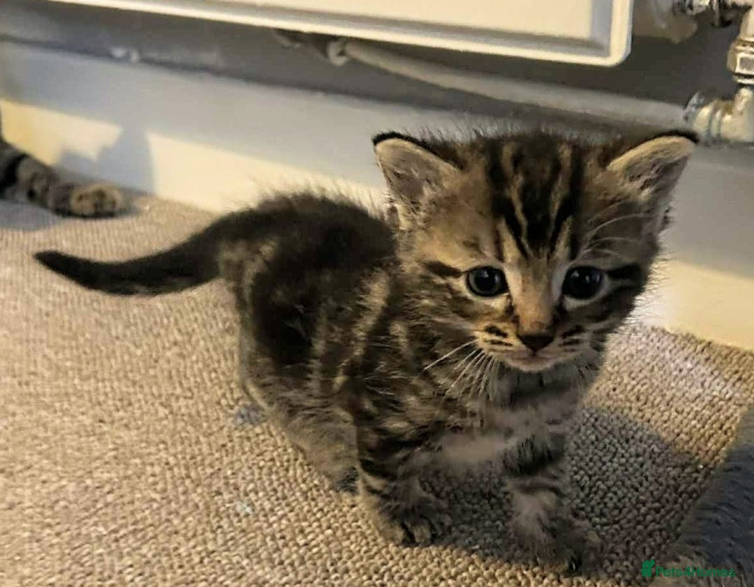 Mixed Breed cats for sale: Bengal mix - Image 3