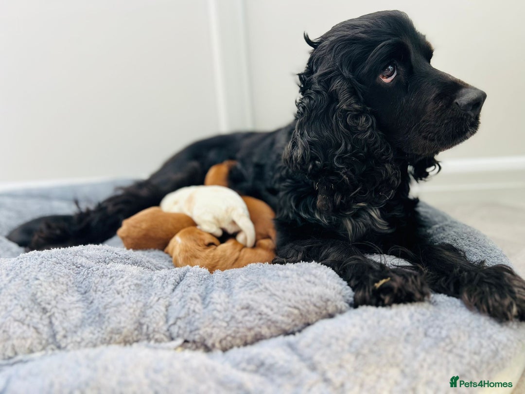 Cocker Spaniel dogs for sale: Show Type Cocker Spaniels. - Advert 2