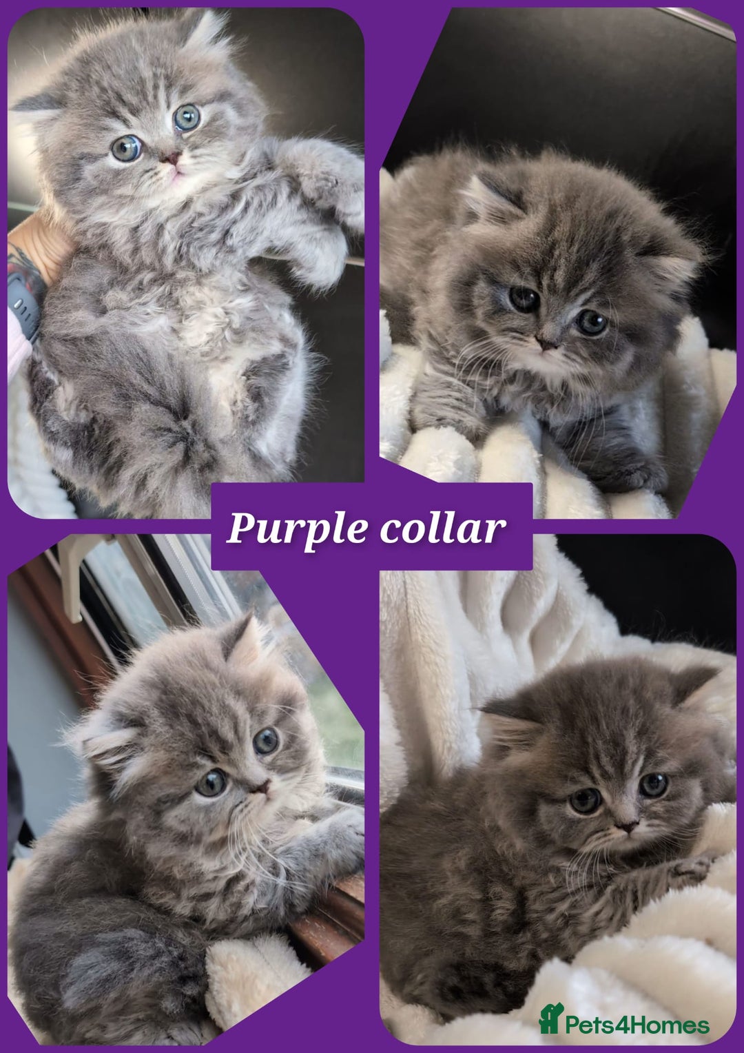 British Longhair cats for sale: 💖💙 BSH and BLH ● TICA & GCCF reg ●  - Advert 17