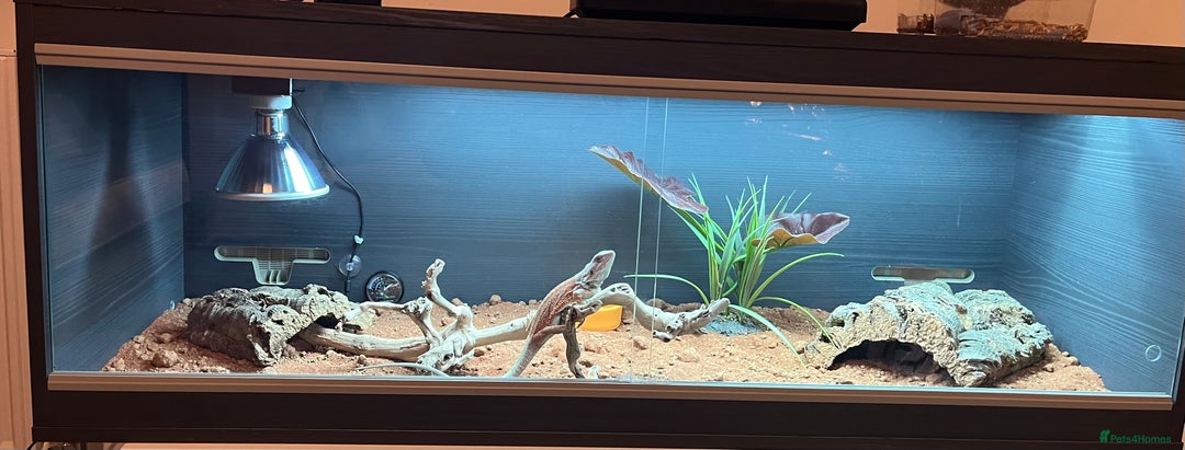 Bearded Dragon reptiles for sale: Baby blood red bearded dragon  - Advert 1