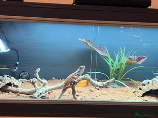 Bearded Dragon reptiles Baby blood red bearded dragon - Advert 4