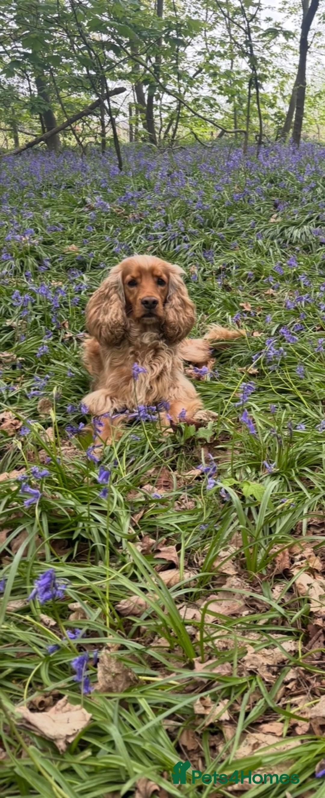 Cocker Spaniel dogs for sale: Beautiful show type cocker spaniels  - Image 9
