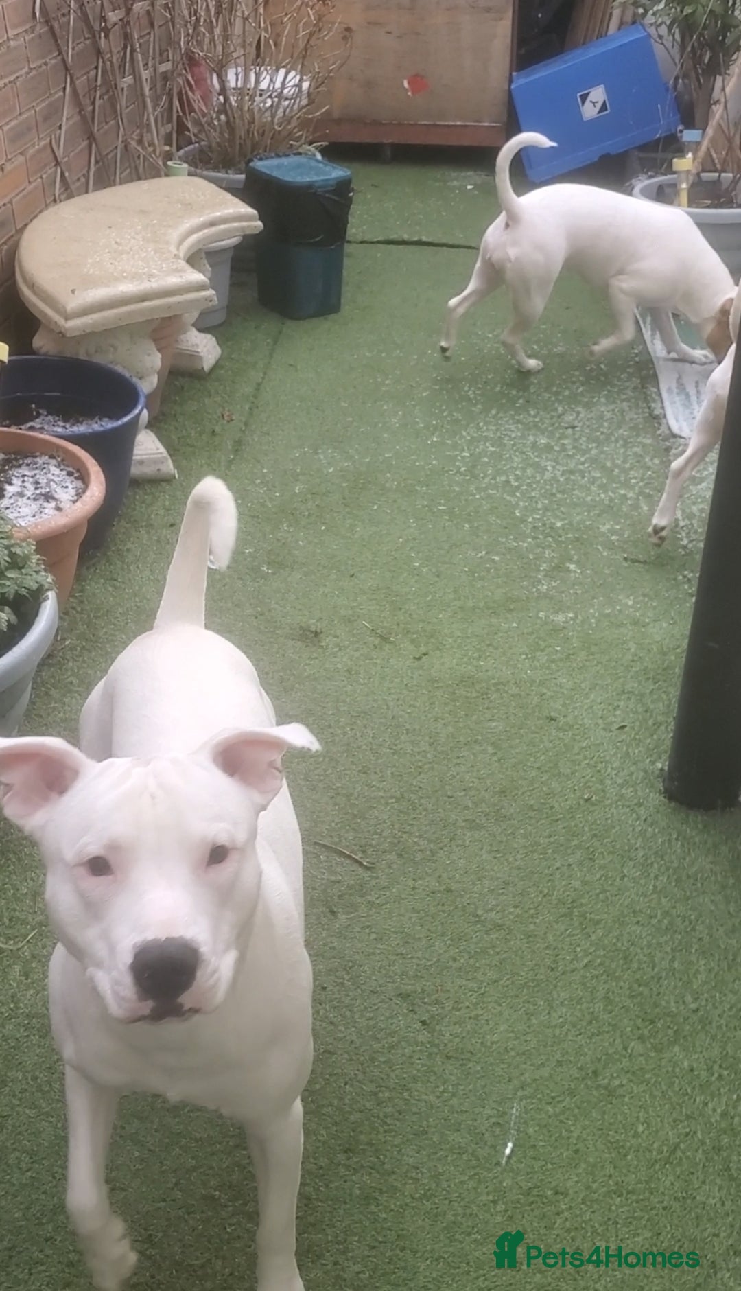 Staffordshire Bull Terrier dogs for sale: Two peas in a pod, staffys must go together  - Advert 13