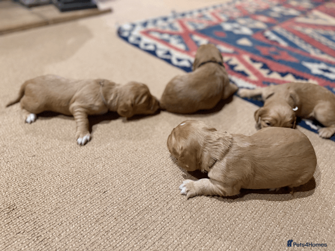 Cocker Spaniel dogs for sale: Lemon Cocker Spaniels ( Four Girls ) - Advert 13