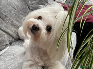 Maltese dogs Small Maltese for STUD! Pure breed! in London - Advert 6
