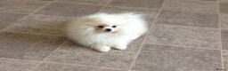 Pomeranian dogs for stud: Optic White/cream  true to type boy for stud only in Lanark - Advert 6