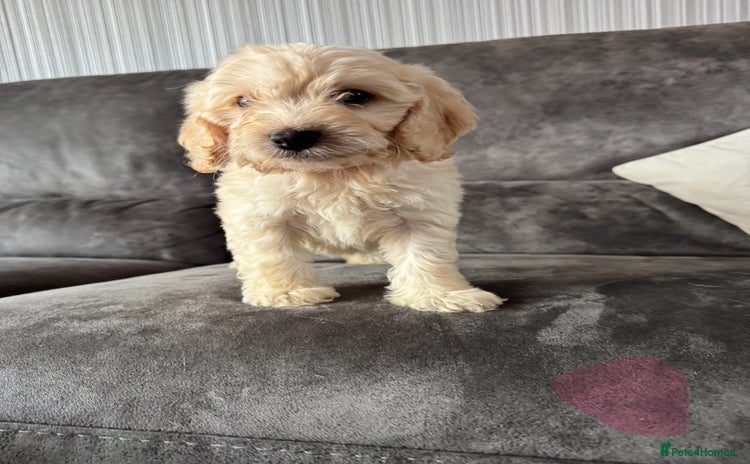 Cockapoo dogs ❤️❤️ REDUCED ❤️❤️Apricot Cockapoo Puppies  - Advert 7