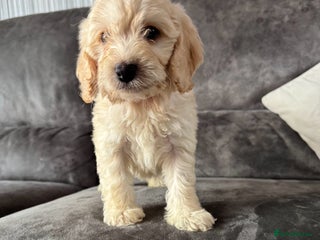 Cockapoo dogs ❤️❤️ REDUCED ❤️❤️Apricot Cockapoo Puppies - Advert 8