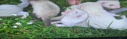 Ferret rodents for sale: Baby ferrets looking for forever homes🏡 - Advert 23