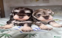 Miniature Schnauzer dogs for sale: KC BVA/MAC Chocolate Pepper Mini Schnauzers - Image 10