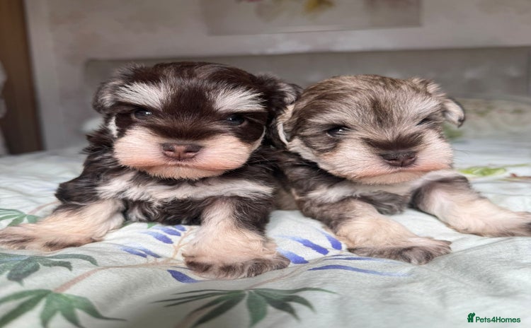 Miniature Schnauzer dogs - Advert 4