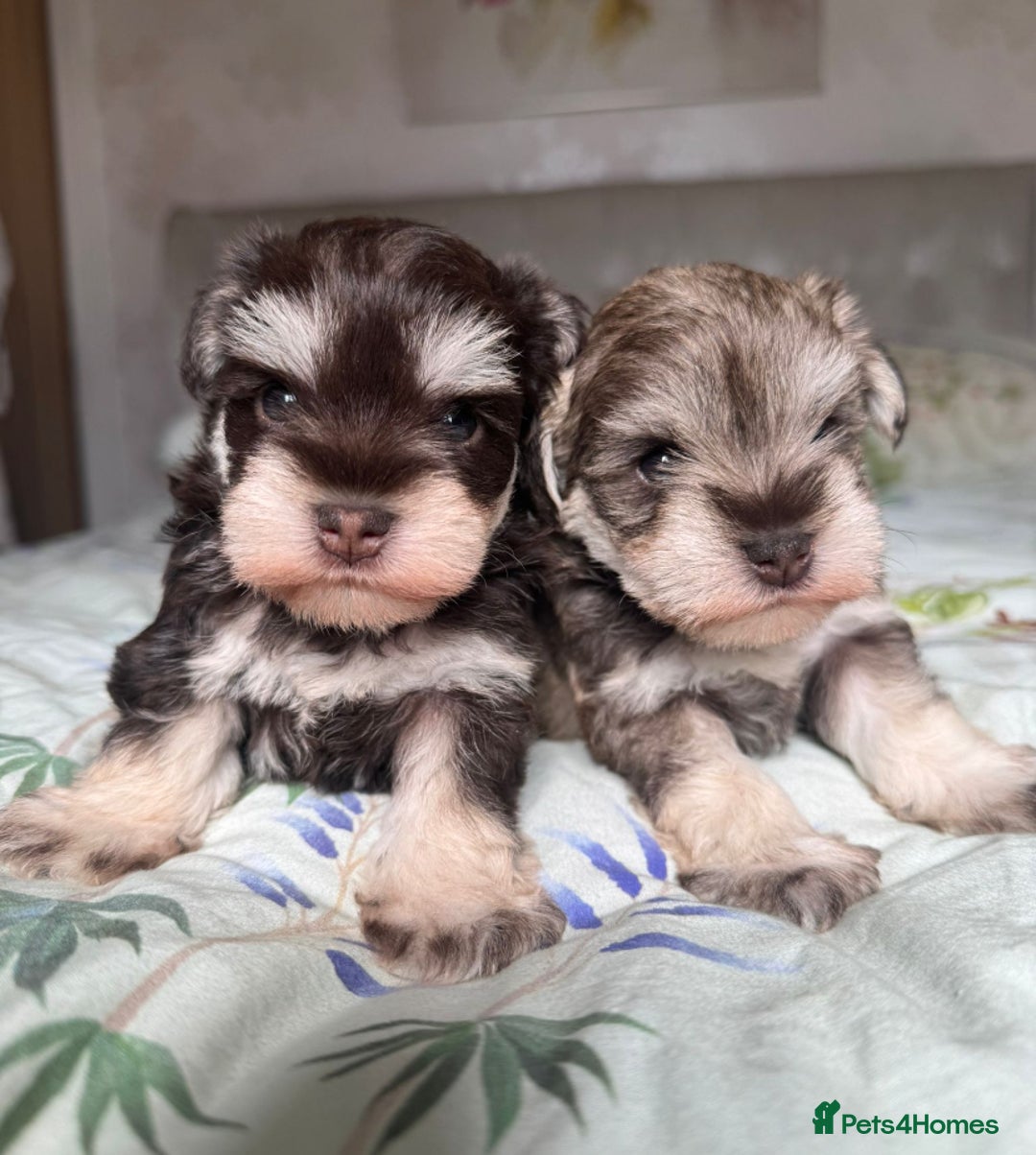 Miniature Schnauzer dogs for sale: KC BVA/MAC Chocolate Pepper Mini Schnauzers - Image 10