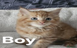 Maine Coon cats for sale: Kittens ready for a new home - Image 6