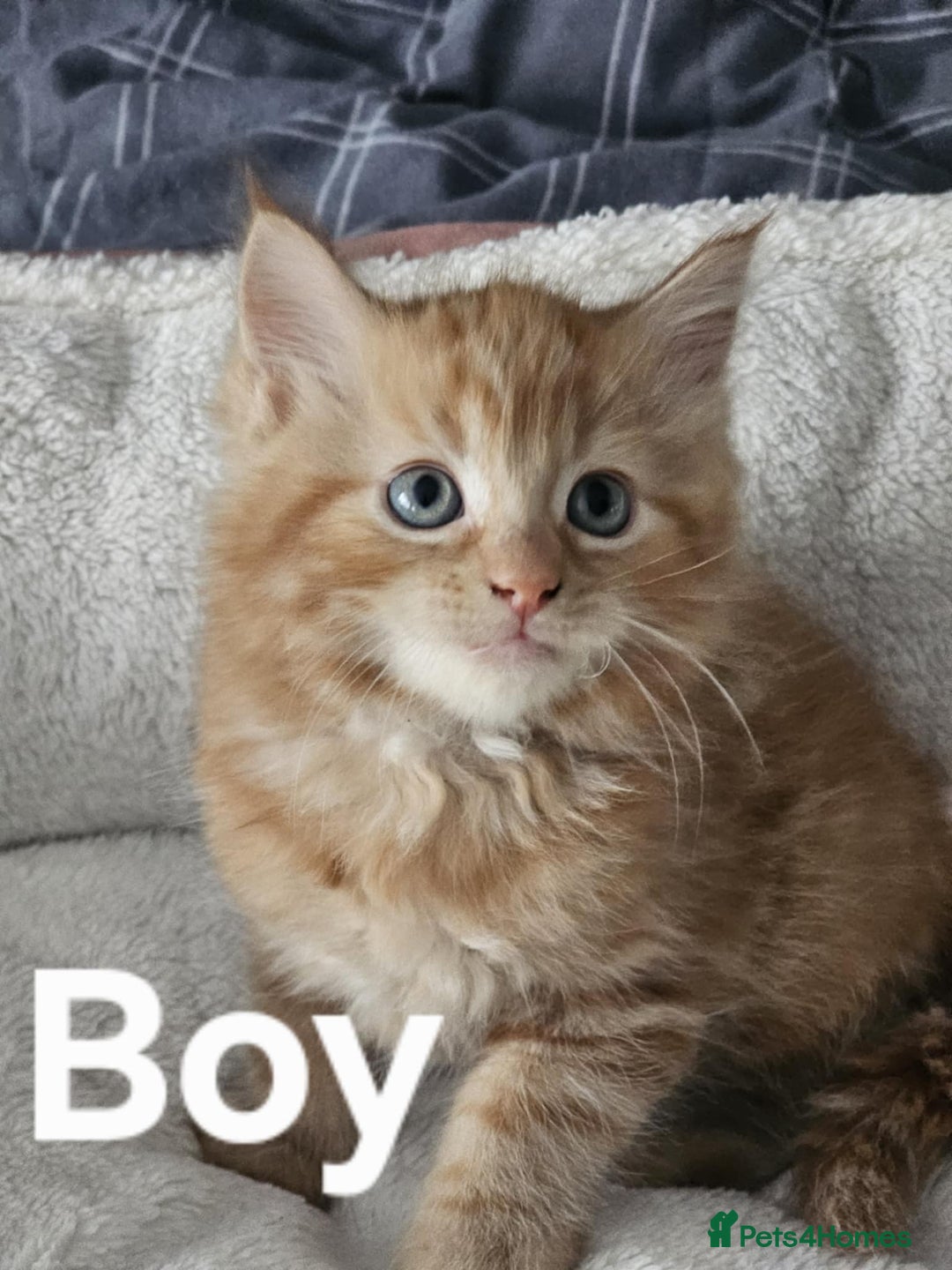 Maine Coon cats for sale: Kittens ready for a new home - Image 6