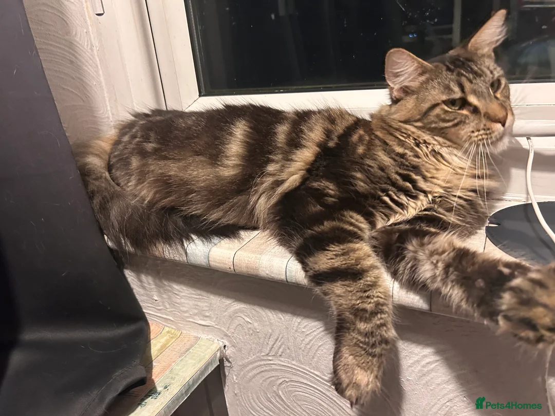 Maine Coon cats for sale: Maine coon female - Advert 3