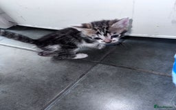Bengal cats for sale: Bengal Kittens ready to be reserved  - Image 3