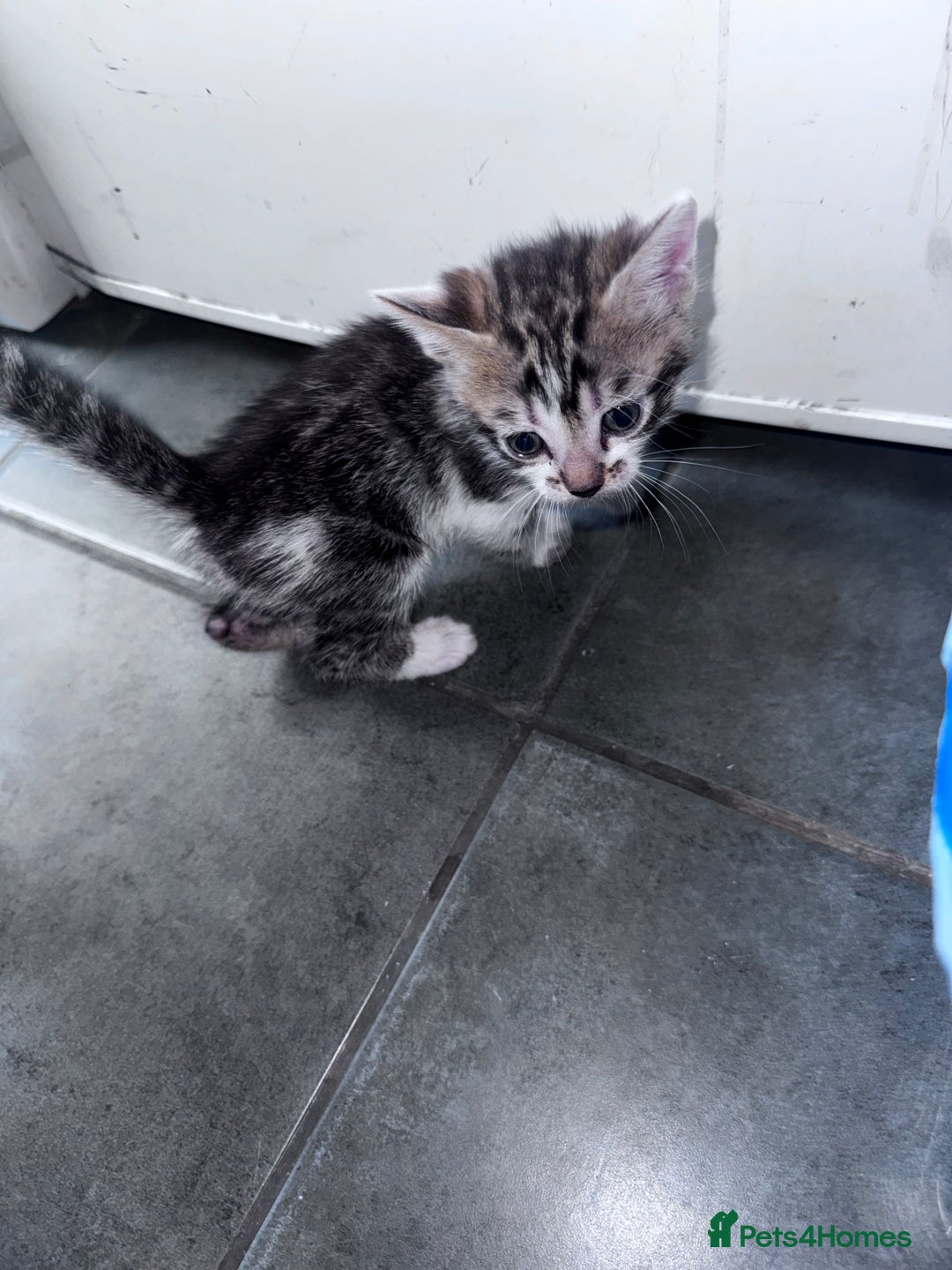 Bengal cats for sale: Bengal Kittens ready to be reserved  - Image 3