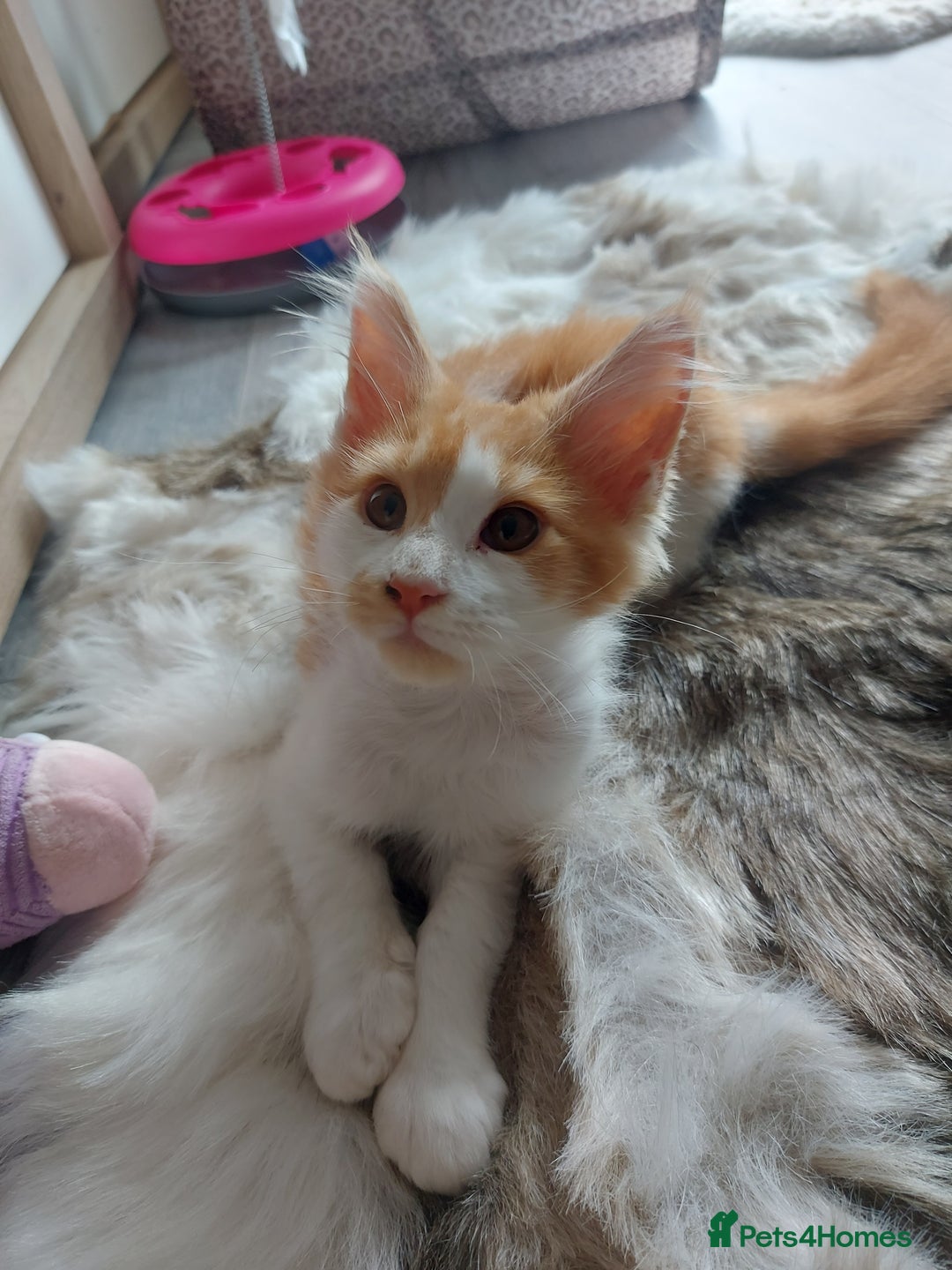 Maine Coon cats for sale: Beautiful XXL Maine-coon kittens 😸 ♥️  - Image 21