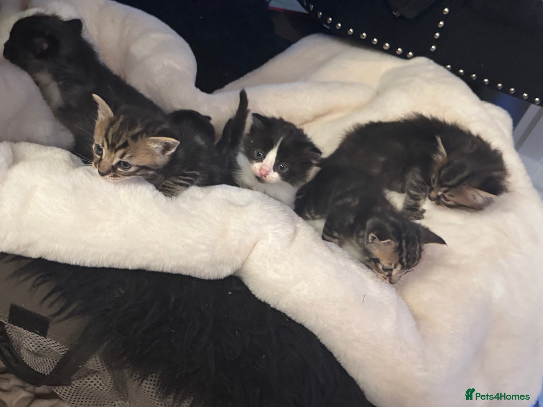 Ragdoll cats for sale: Half ragdoll stunningly marked kittens  - Image 40
