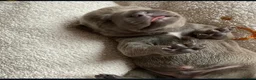 Staffordshire Bull Terrier dogs for sale: Full Respect Trained Staffordshire Bull Puppies in Worthing - Advert 6