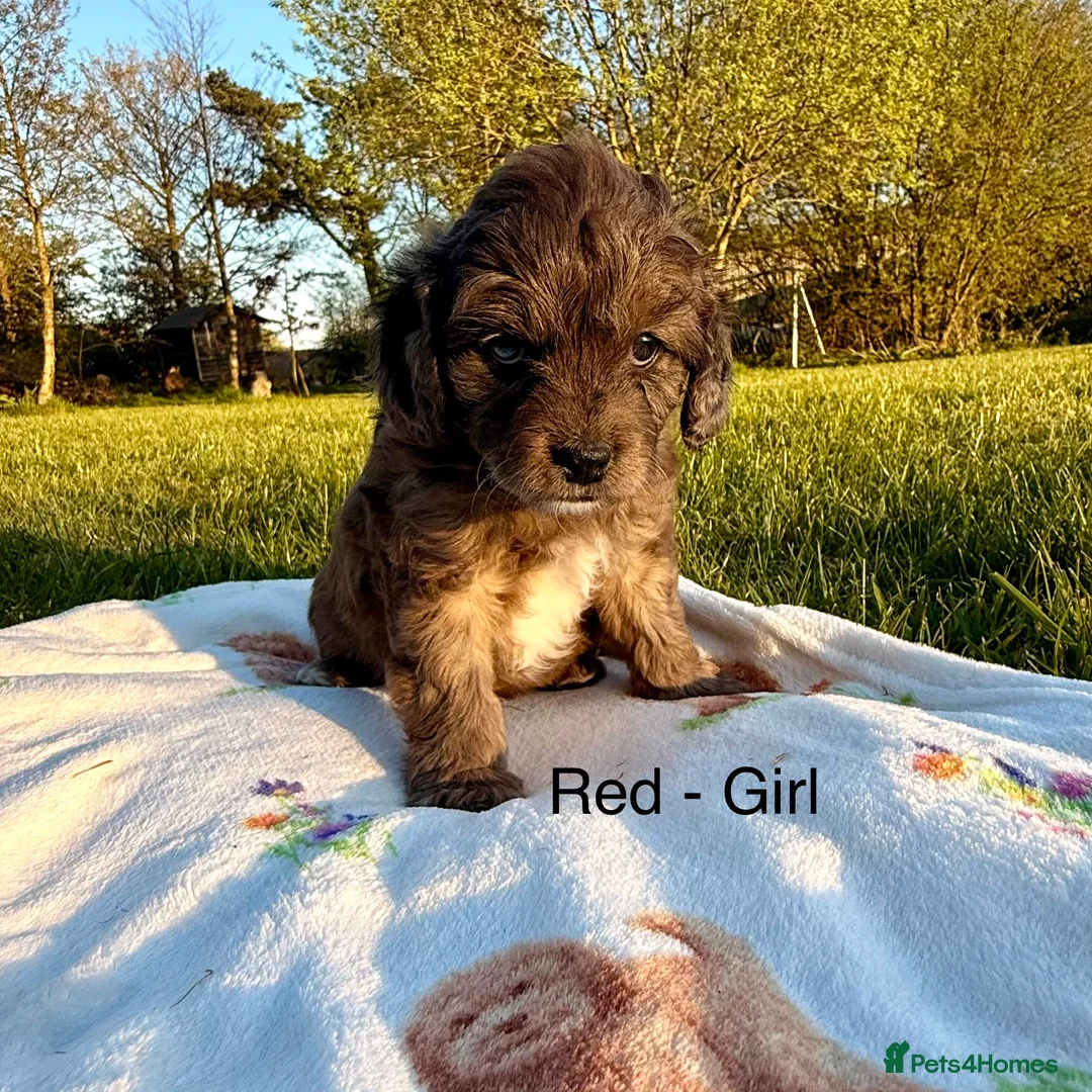 Cavapoo dogs for sale: Last Girl ❤️🐾 Ready to leave! - Advert 39