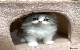 Mixed Breed cats for sale: Beautiful mixed breed kittens  - Image 4