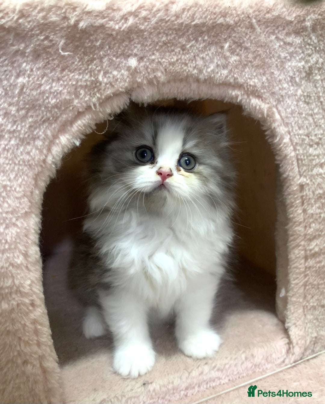Mixed Breed cats for sale: Beautiful mixed breed kittens  - Image 4
