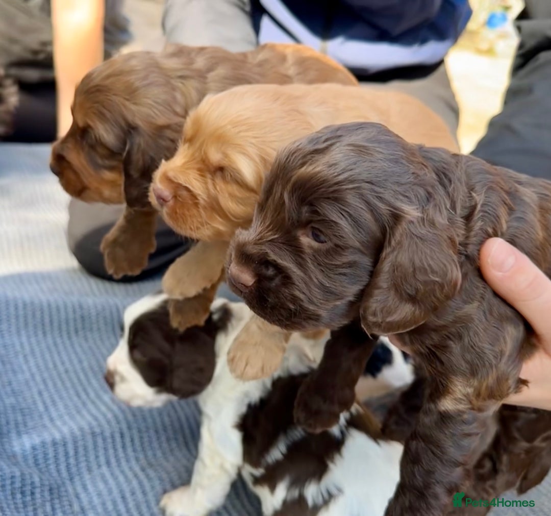 Cockapoo dogs for sale: F1BB Cockapoo Pups  - Image 6