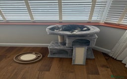 Mixed Breed cats for sale: Rehoming Bonded Cats – ****** - Image 5