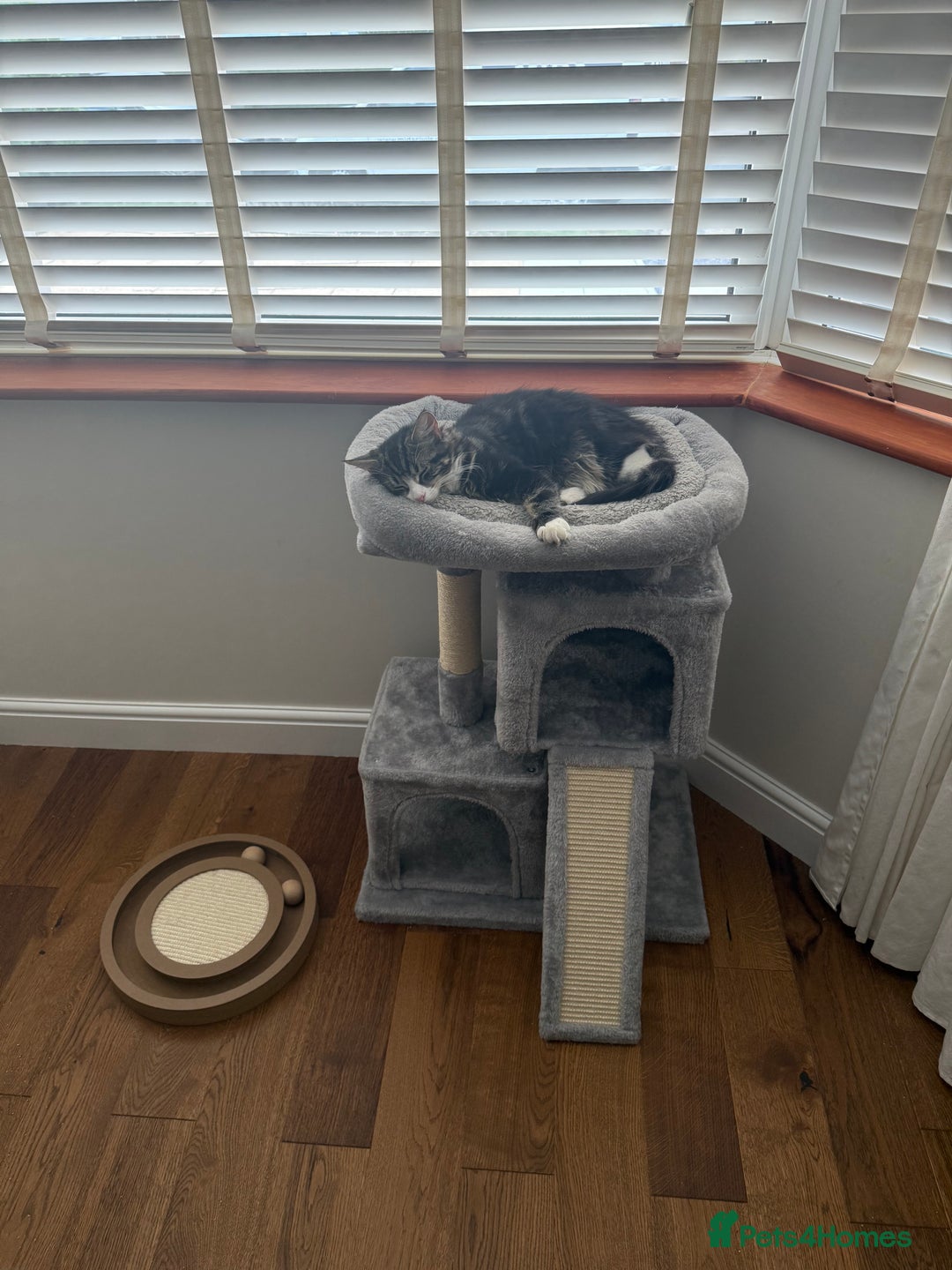 Mixed Breed cats for sale: Rehoming Bonded Cats – ****** - Image 5