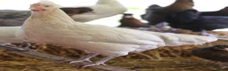 Chickens poultry for sale: Point of lay hybrid hens  - Advert 19