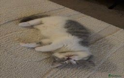 British Shorthair cats for sale: British short hair kitten - Image 8
