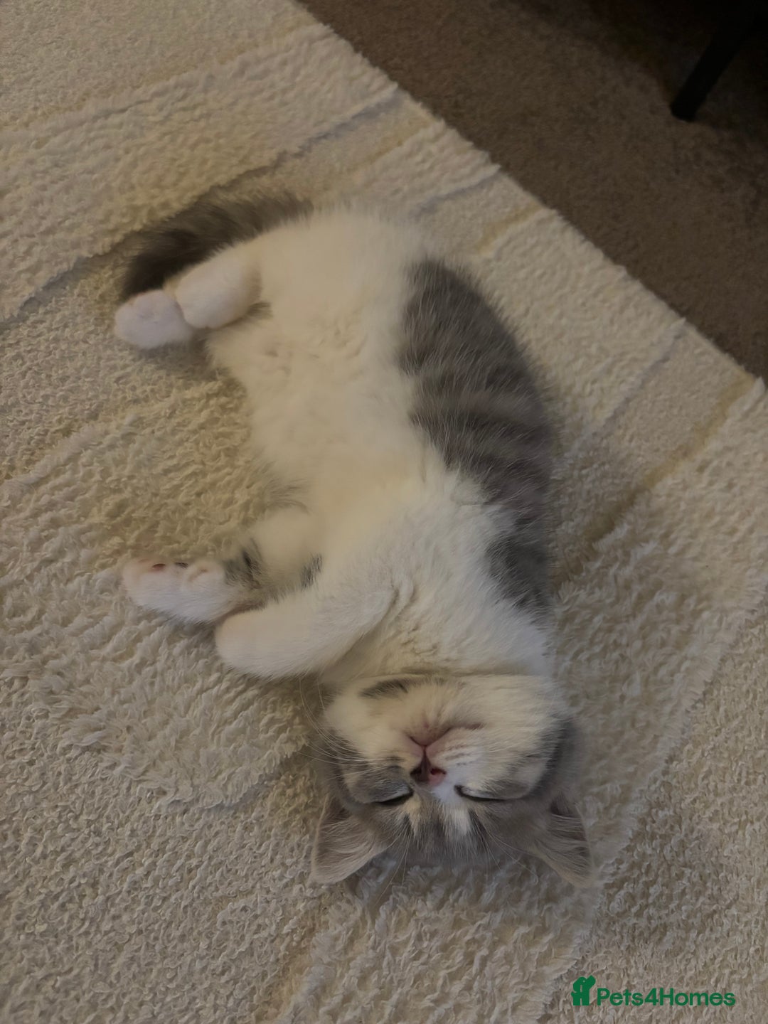 British Shorthair cats for sale: British short hair kitten - Image 8