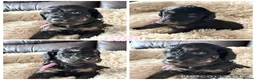Mixed Breed dogs for sale: Hybrid Miniature X Toy Poodle puppies  - Advert 4
