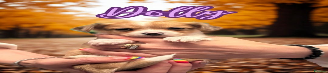 Chihuahua Puppy 3