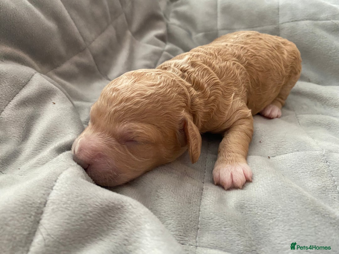 Cockapoo dogs for sale: F1b cockapoo video call viewings available  - Advert 17